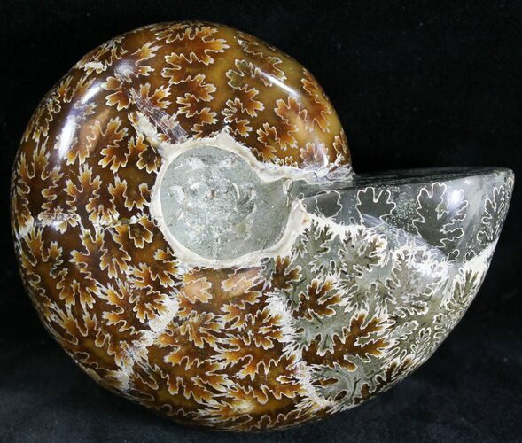 Polished Phylloceras Ammonite Fossils #28462